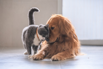 ペット火葬 骨に残る命の証を大切に |訪問ペットセレモニーそらみどりへお任せください |訪問ペットセレモニーそらみどり