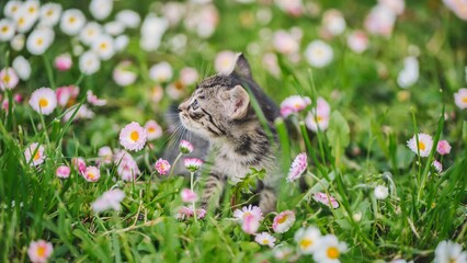 ペット火葬で棺に入れる花の選び方 | 神奈川県平塚市「そらみどり」が大切にすること |訪問ペットセレモニーそらみどり