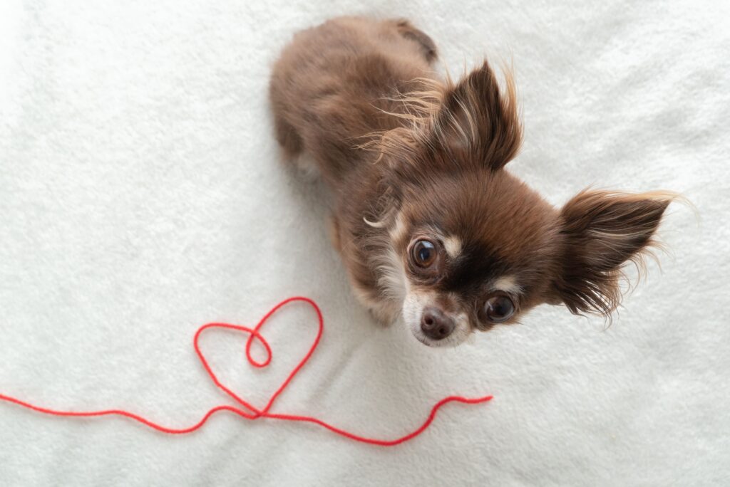 訪問ペットセレモニー「そらみどり」｜平塚市で心に寄り添うペット火葬 立ち会いサービス